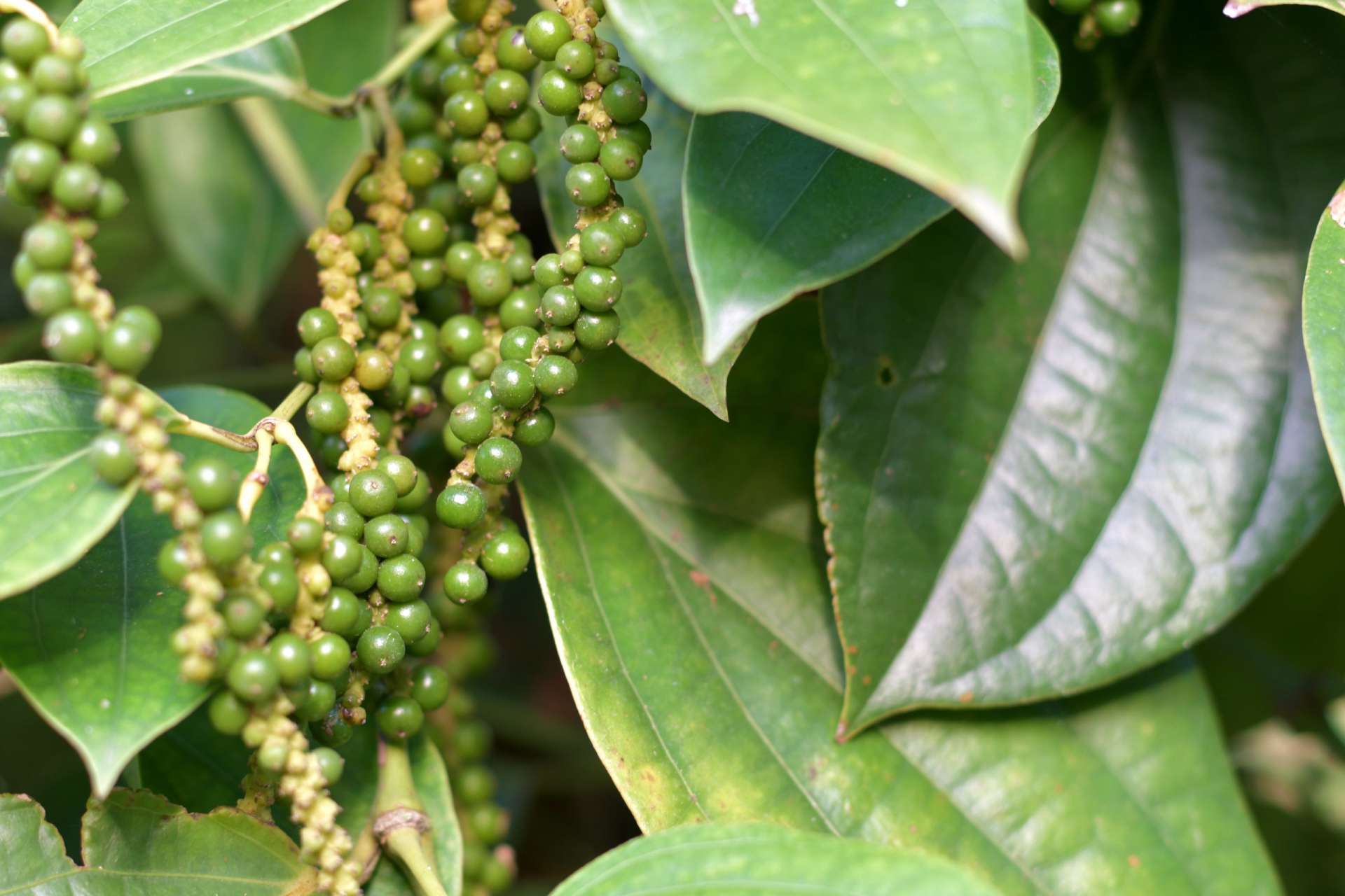 Pepper plant