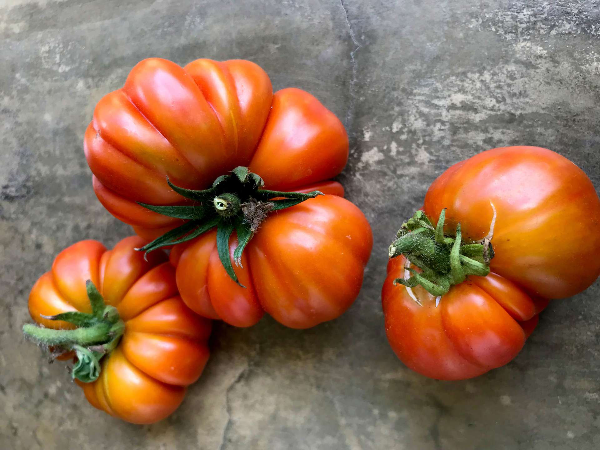 Tree tomato