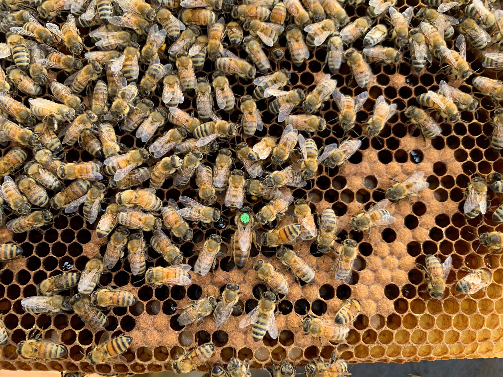 Honey bees