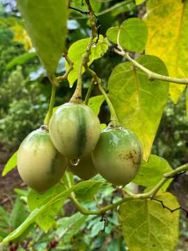 Fruits